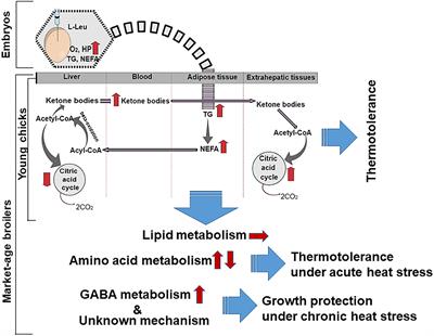 Potential Role of Amino Acids in the Adaptation of Chicks and Market-Age Broilers to Heat Stress